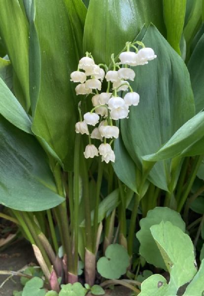 Asparagaceae Convallaria majalis