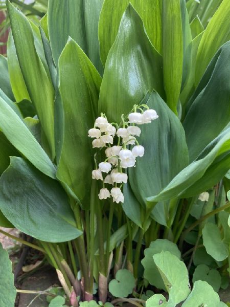 Asparagaceae Convallaria majalis