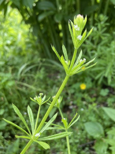 Rubiaceae Galium aparine