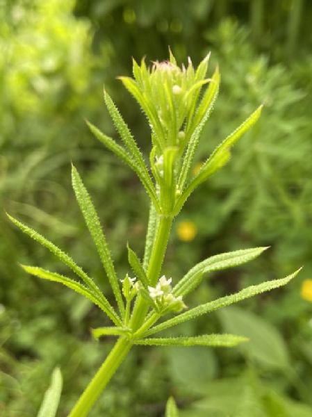 Rubiaceae Galium aparine