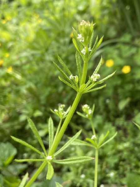 Rubiaceae Galium aparine