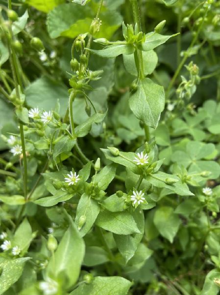 Caryophyllaceae Stellaria media