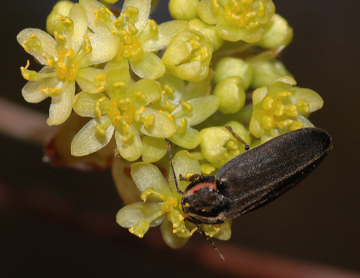 Lauraceae Sassafras albidum