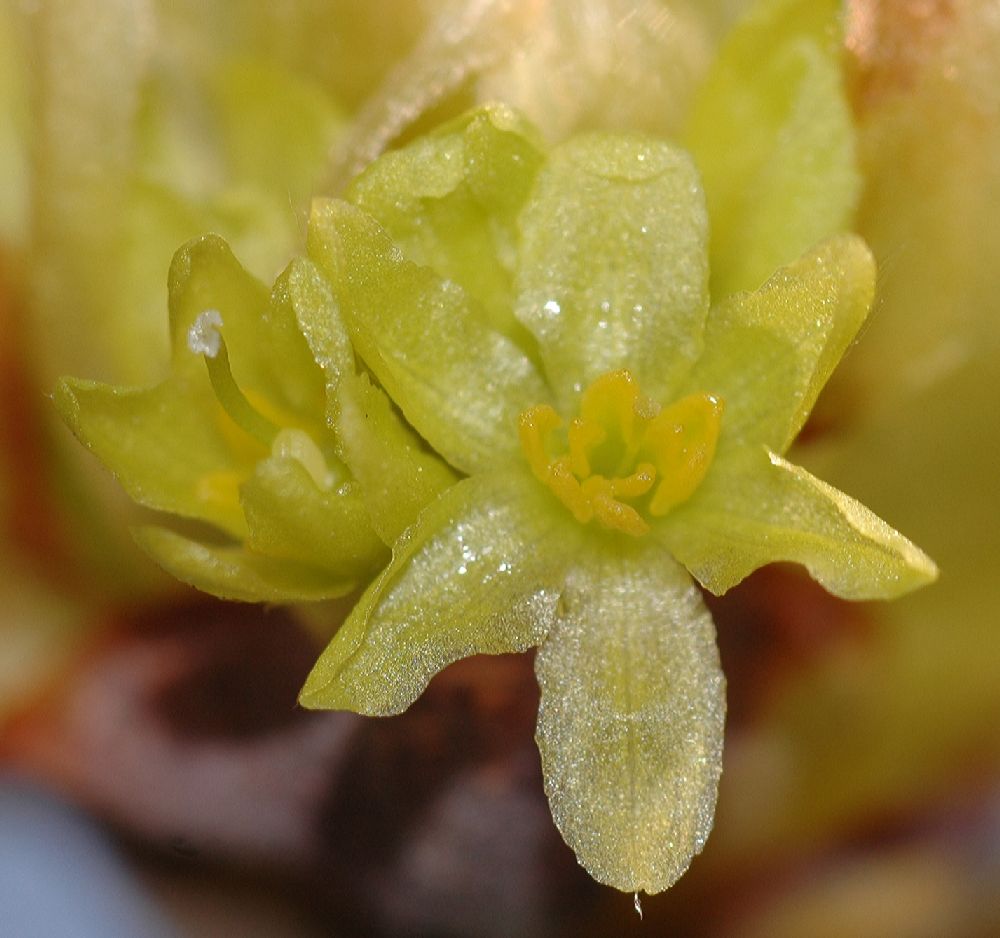 Lauraceae Sassafras albidum