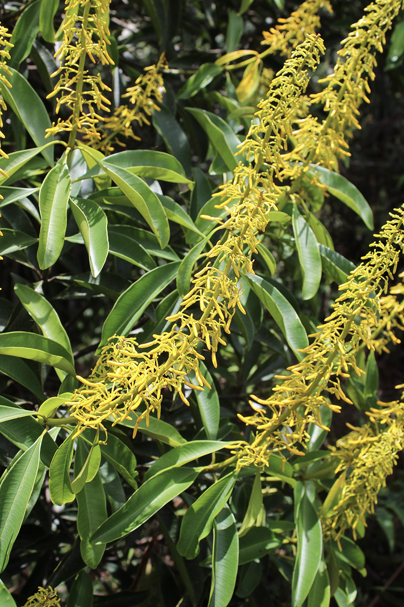 Vochysiaceae Vochysia santaluciae