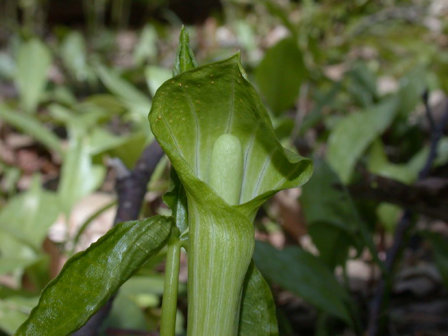 Araceae Arisaema triphyllum
