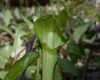 image of Arisaema triphyllum