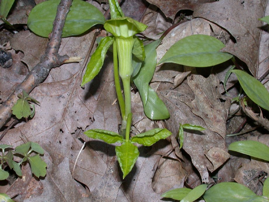 Araceae Arisaema triphyllum