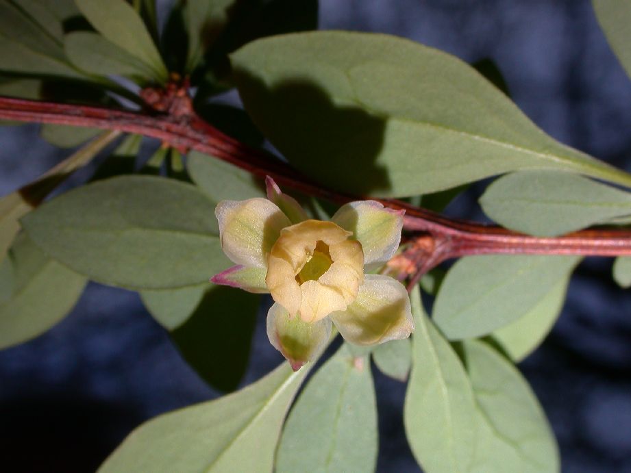 Berberidaceae Berberis thunbergii