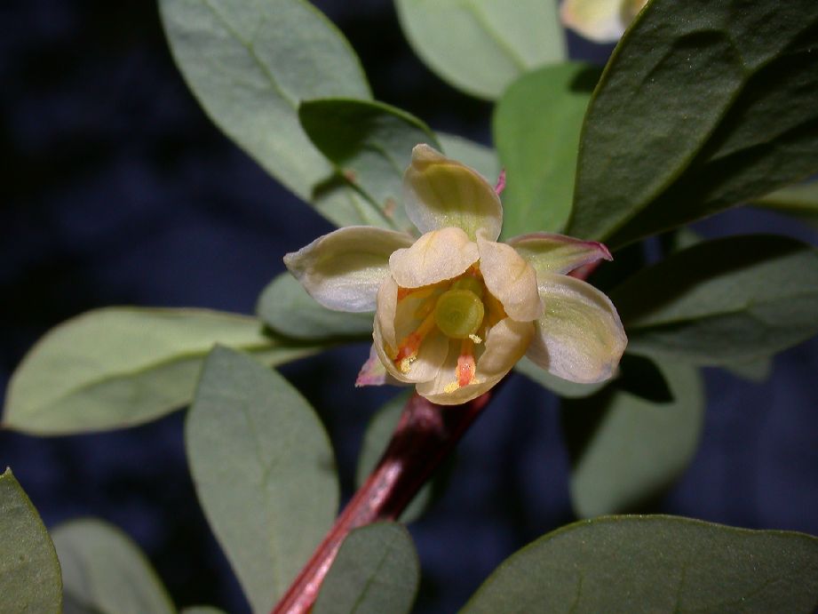 Berberidaceae Berberis thunbergii