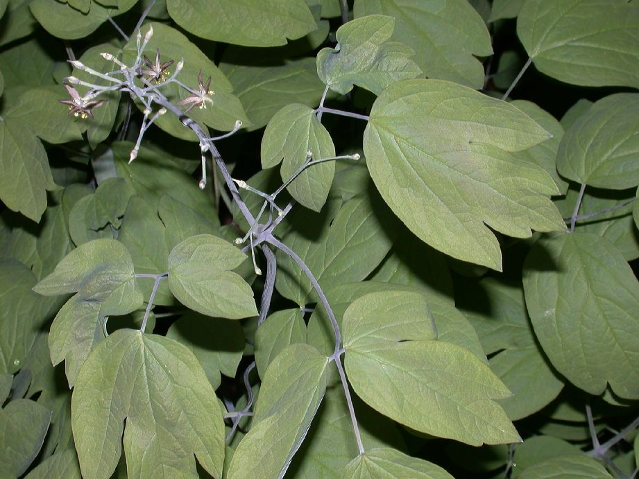 Berberidaceae Caulophyllum thalictroides