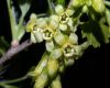 image of Ribes americanum