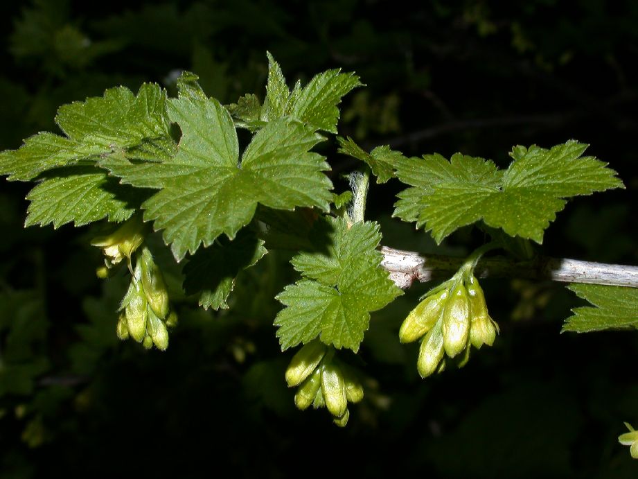 Grossulariaceae Ribes americanum