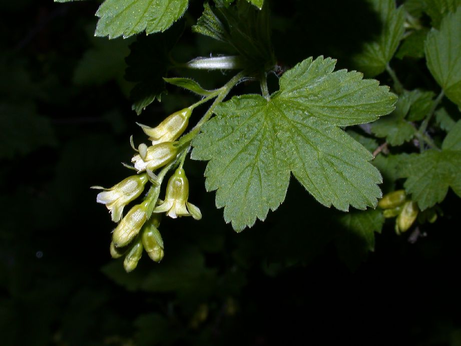 Grossulariaceae Ribes americanum