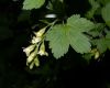 image of Ribes americanum