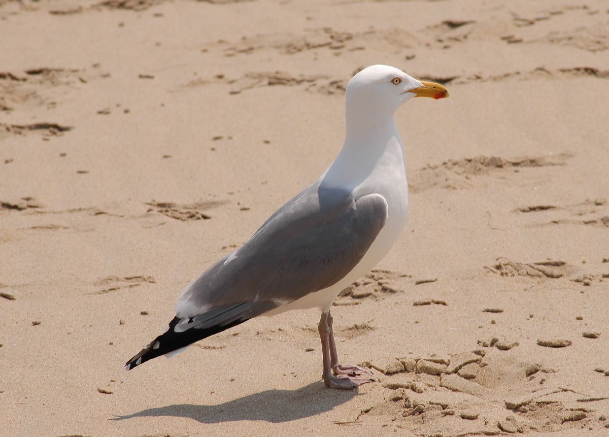 Laridae Larus argentatus