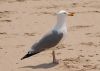 image of Larus argentatus