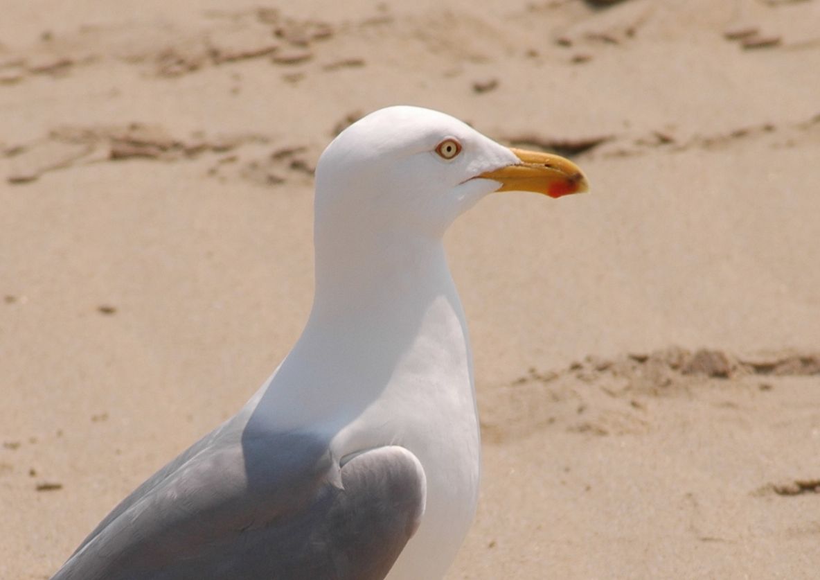 Laridae Larus argentatus