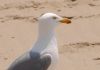 image of Larus argentatus