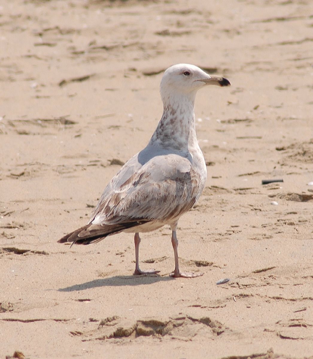 Laridae Larus argentatus