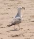 image of Larus argentatus