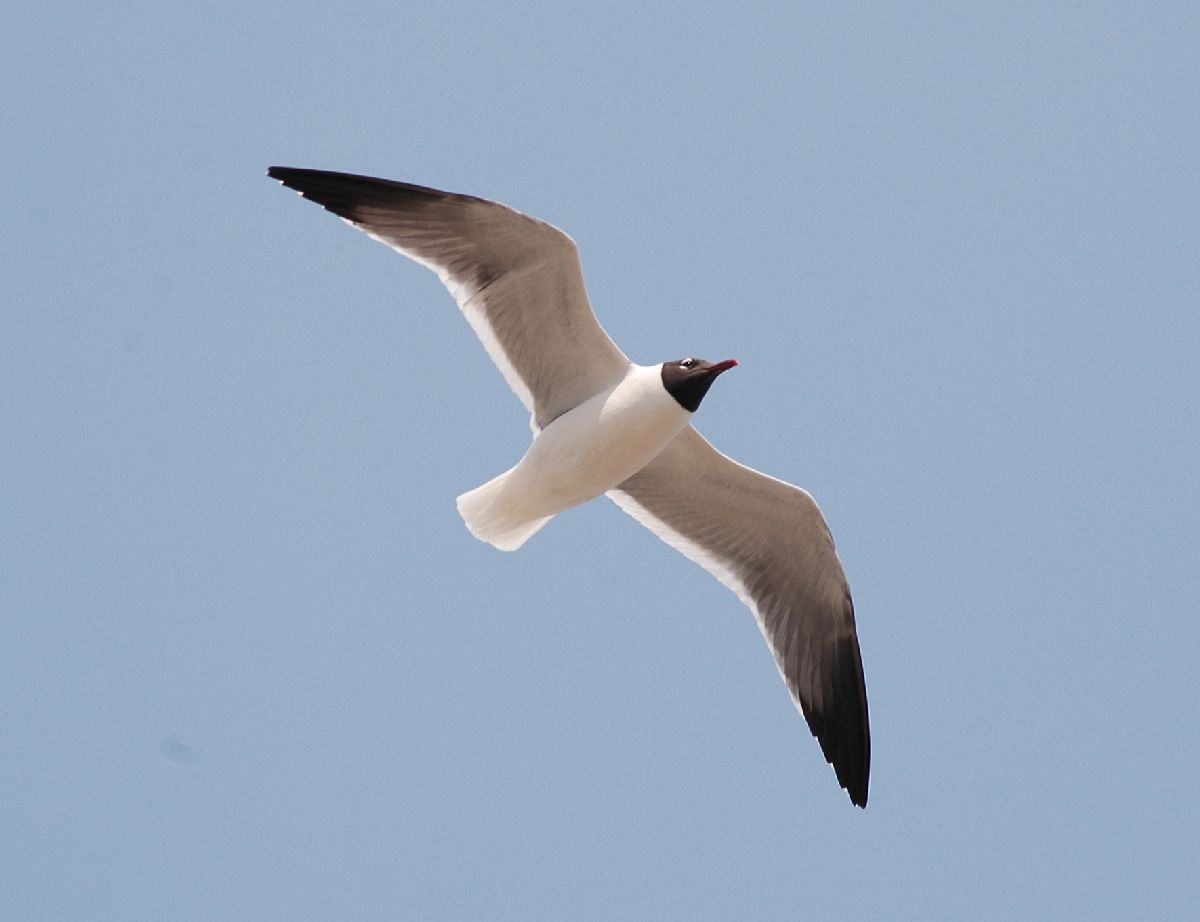 Laridae Larus atricilla