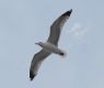 image of Larus argentatus