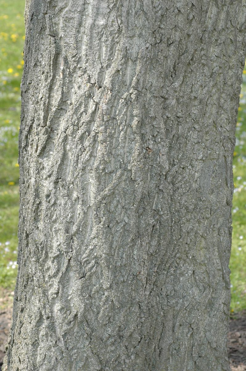 Juglandaceae Juglans ailantifolia