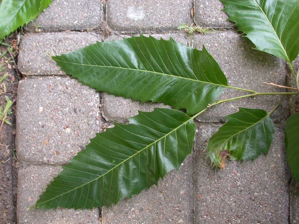 Fagaceae Quercus acutissima