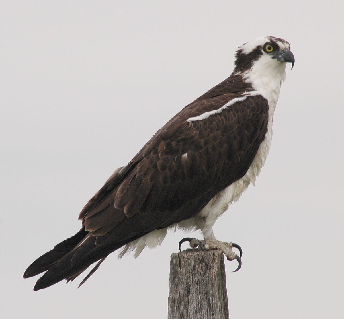 Pandionidae Pandion haliaetus