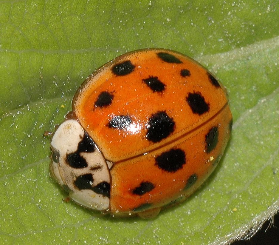 Coccinellidae  