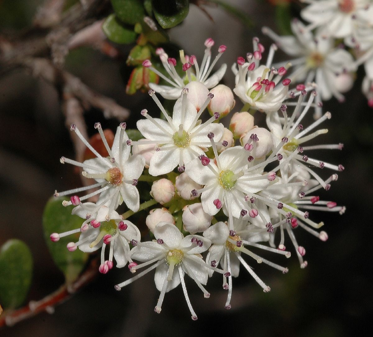 Ericaceae Leiophyllum buxifolium