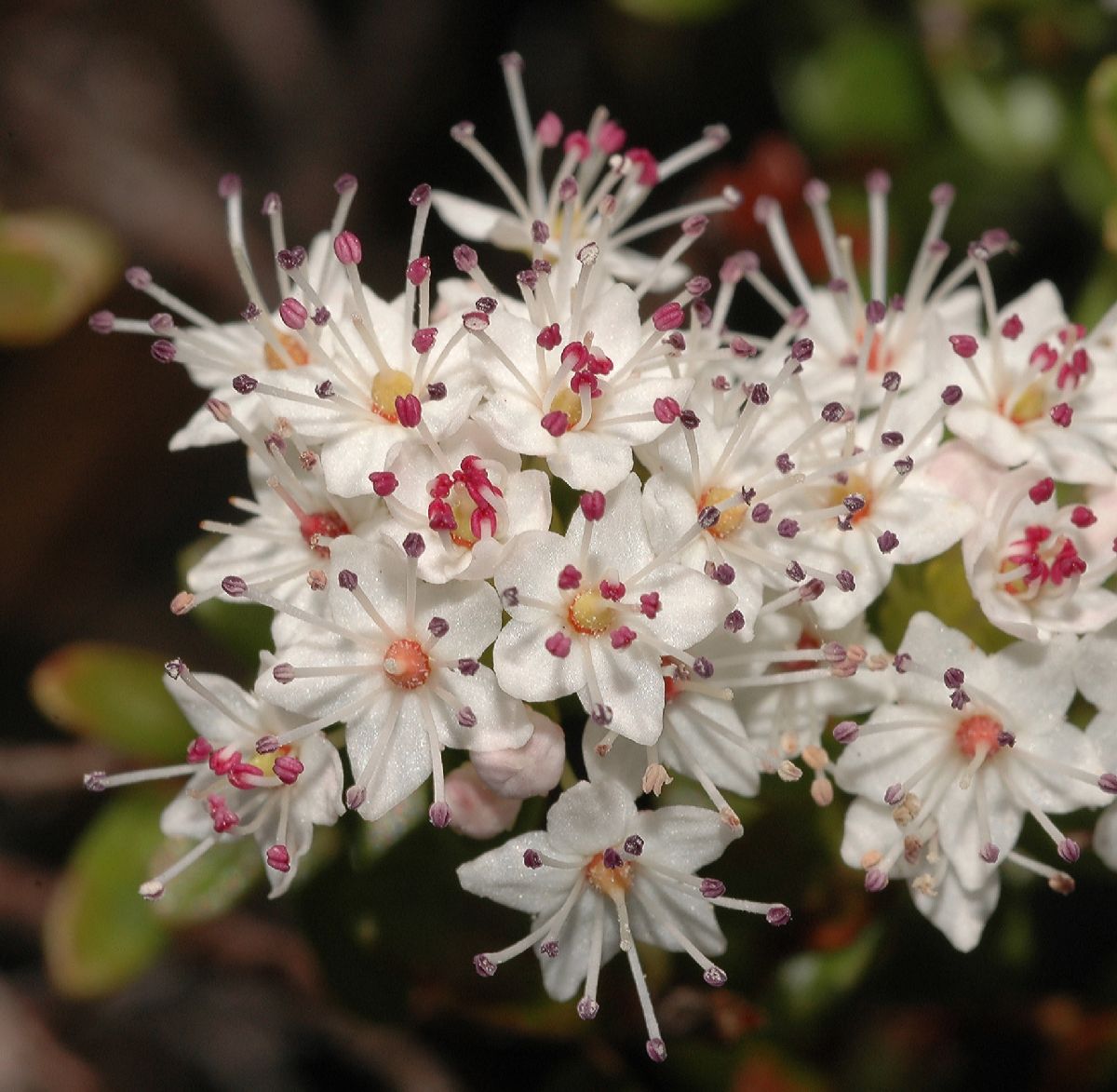 Ericaceae Leiophyllum buxifolium