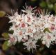 image of Leiophyllum buxifolium