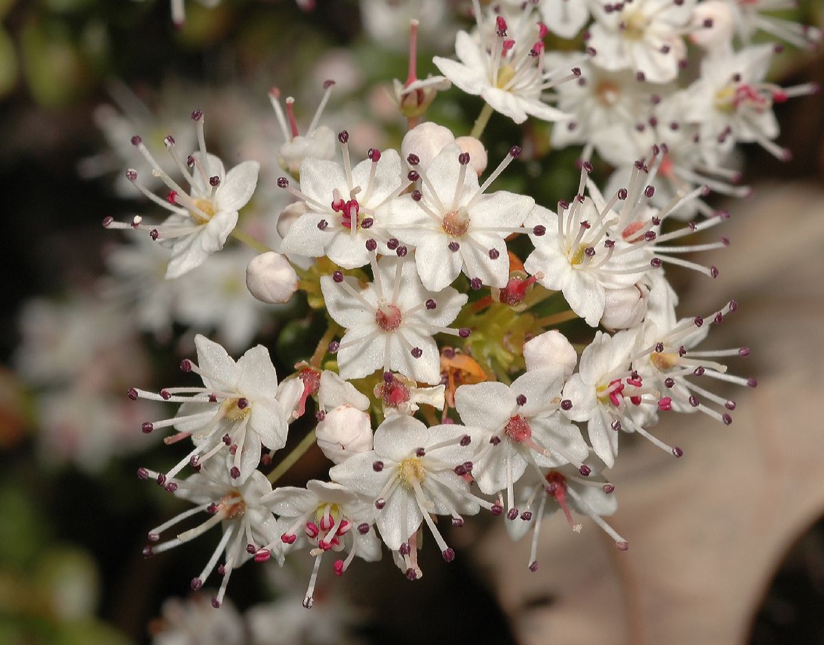 Ericaceae Leiophyllum buxifolium