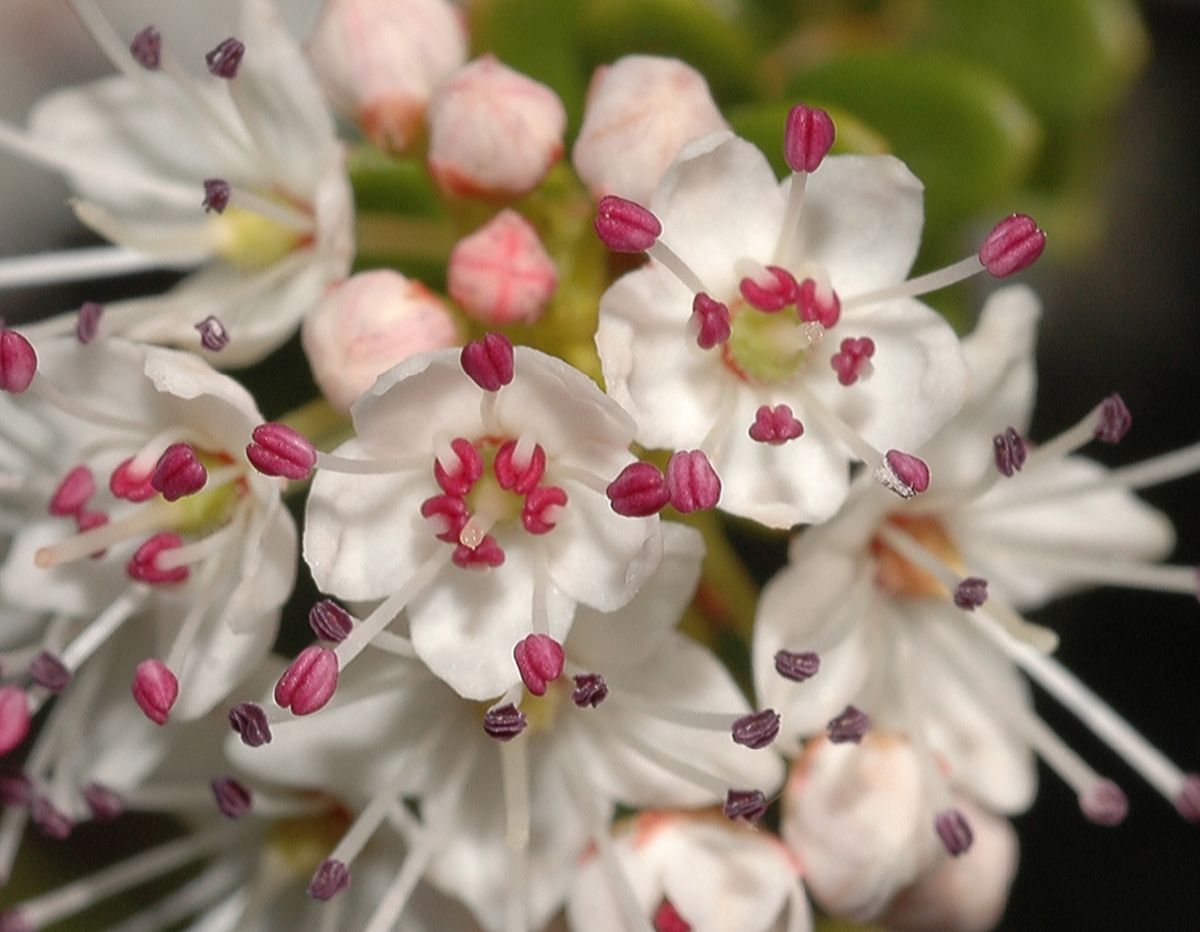 Ericaceae Leiophyllum buxifolium