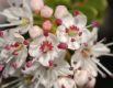 image of Leiophyllum buxifolium