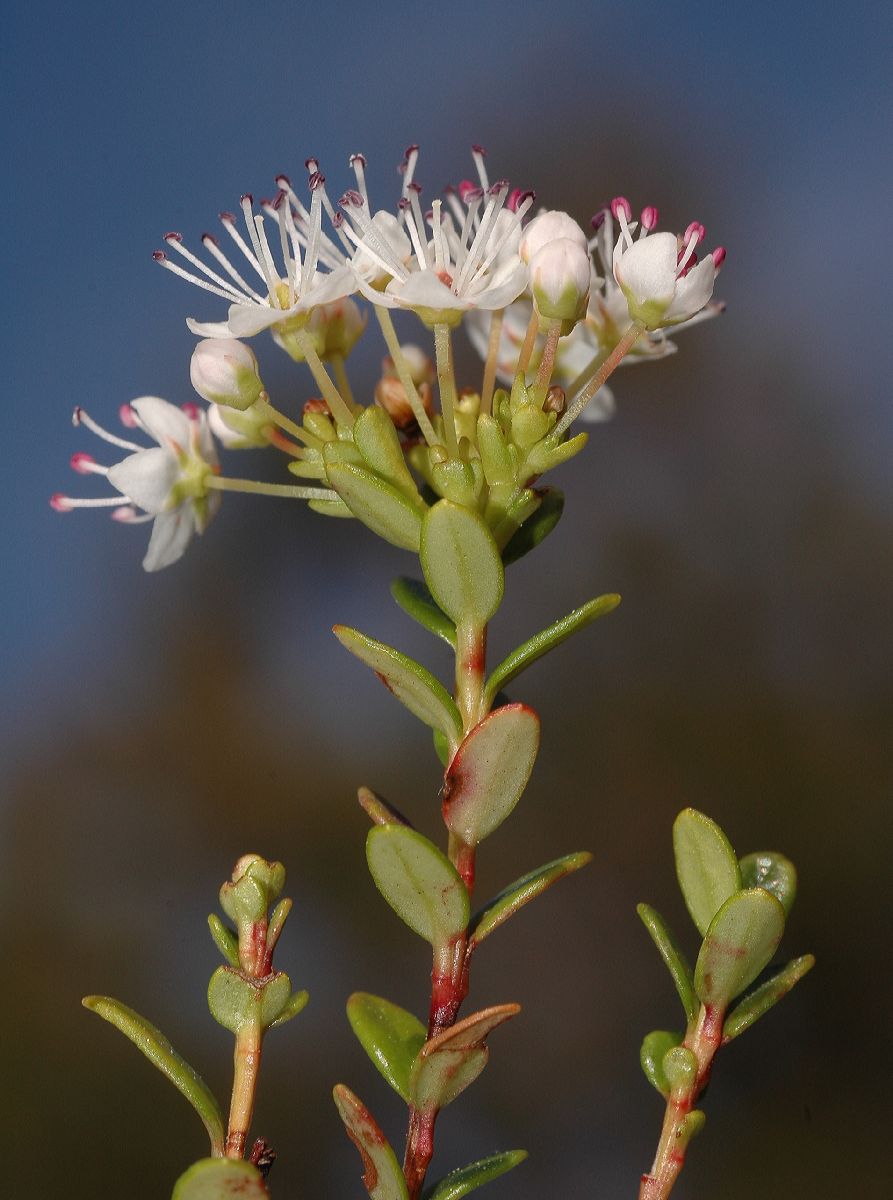 Ericaceae Leiophyllum buxifolium