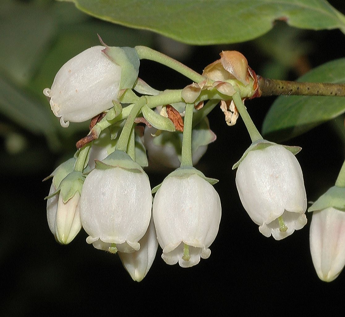 Ericaceae Vaccinium corymbosum