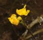 image of Utricularia inflata