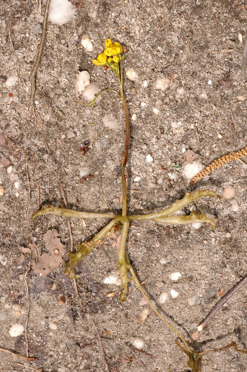 Lentibulariaceae Utricularia inflata