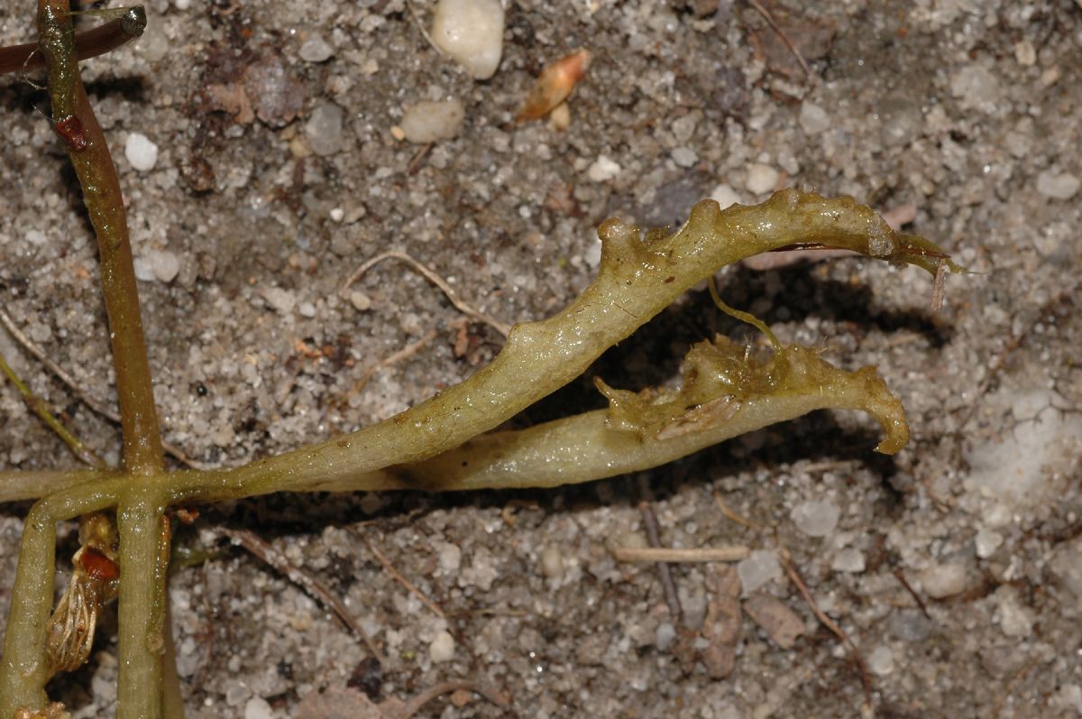 Lentibulariaceae Utricularia inflata