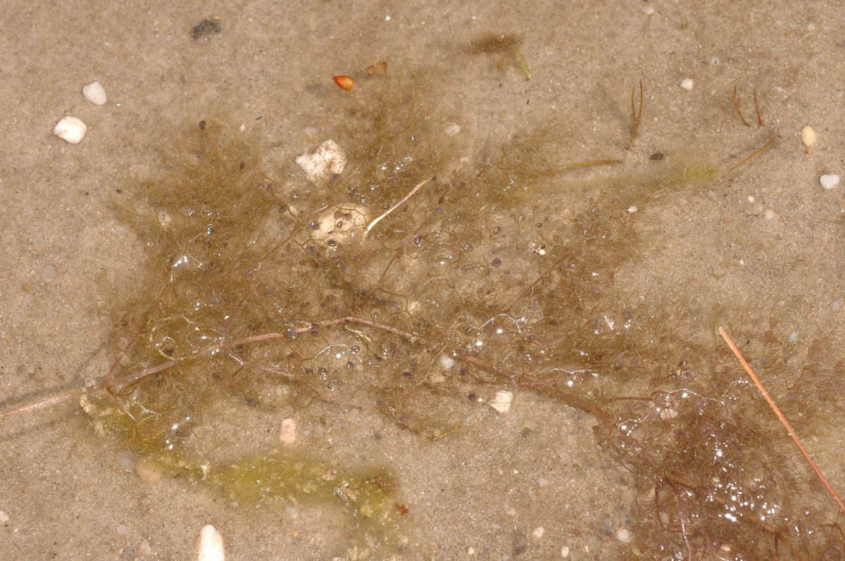 Lentibulariaceae Utricularia 