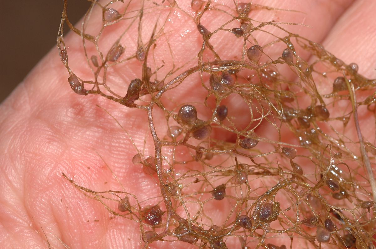 Lentibulariaceae Utricularia 