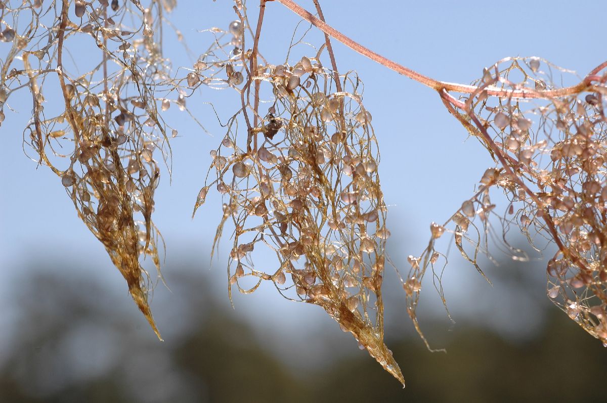 Lentibulariaceae Utricularia 