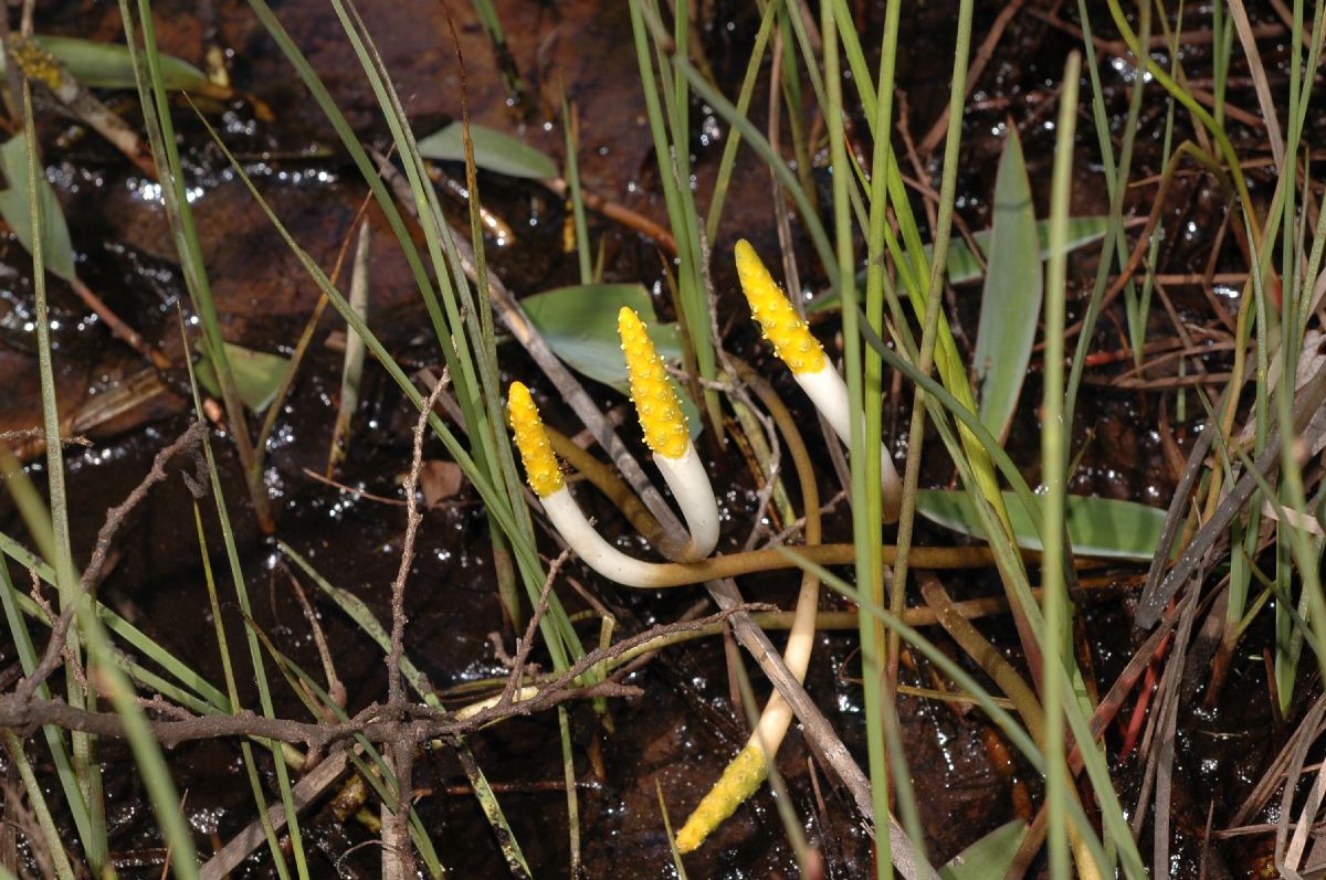 Araceae Orontium aquaticum
