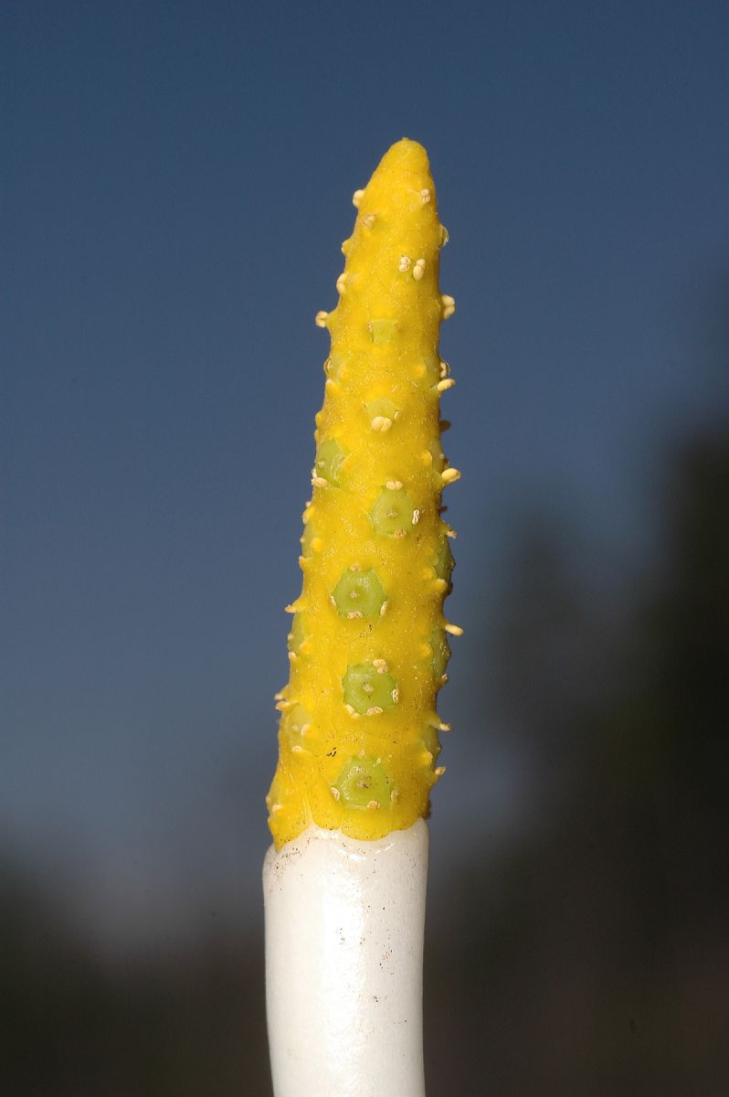 Araceae Orontium aquaticum
