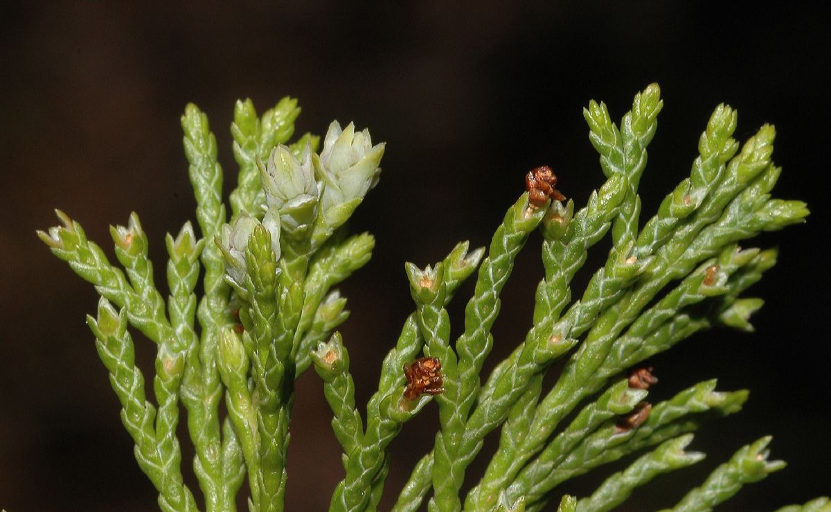 Cupressaceae Chamaecyparis thyoides