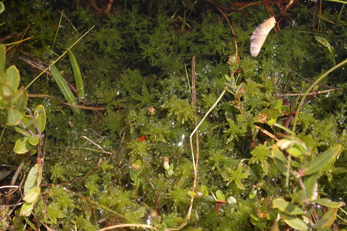 Sphagnaceae Sphagnum 