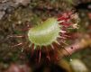 image of Drosera rotundifolia